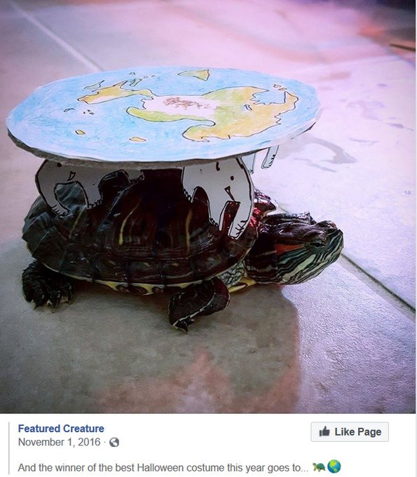 turtle-earth