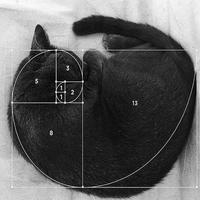 fibonaccis-cat